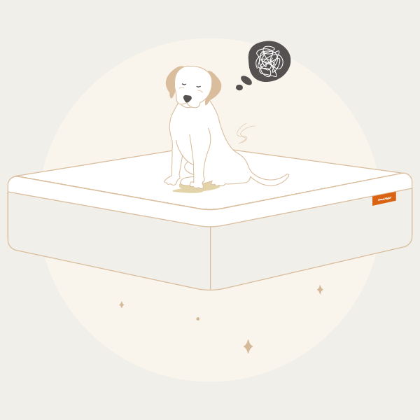 How to Clean Dog Urine from a Mattress: 11 Easy Steps